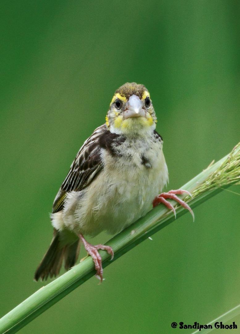 Black-breasted Weaver female 