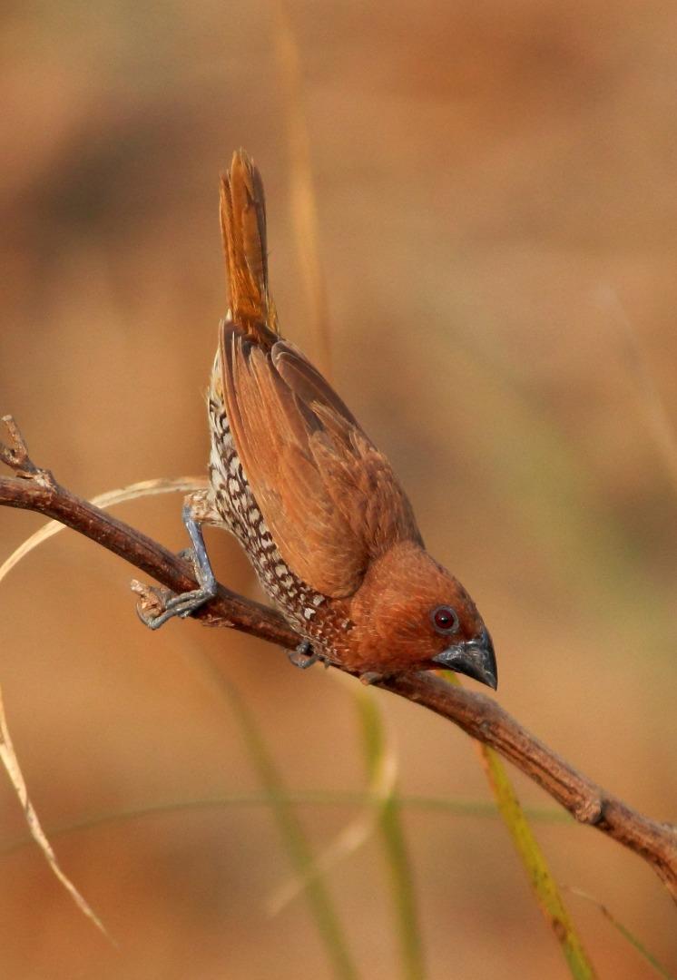 SCALY-BREASTED MUNIA