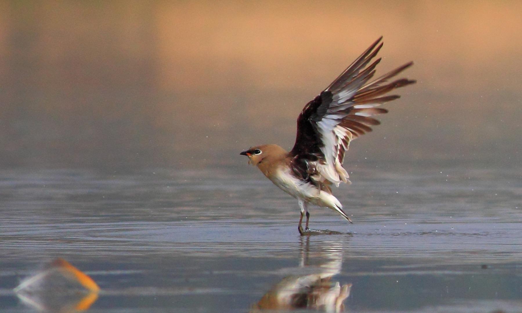 Small Pratincole