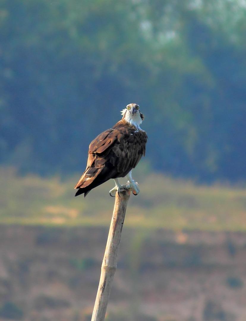 Osprey