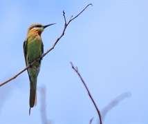 Blue-tailed Bee-eater