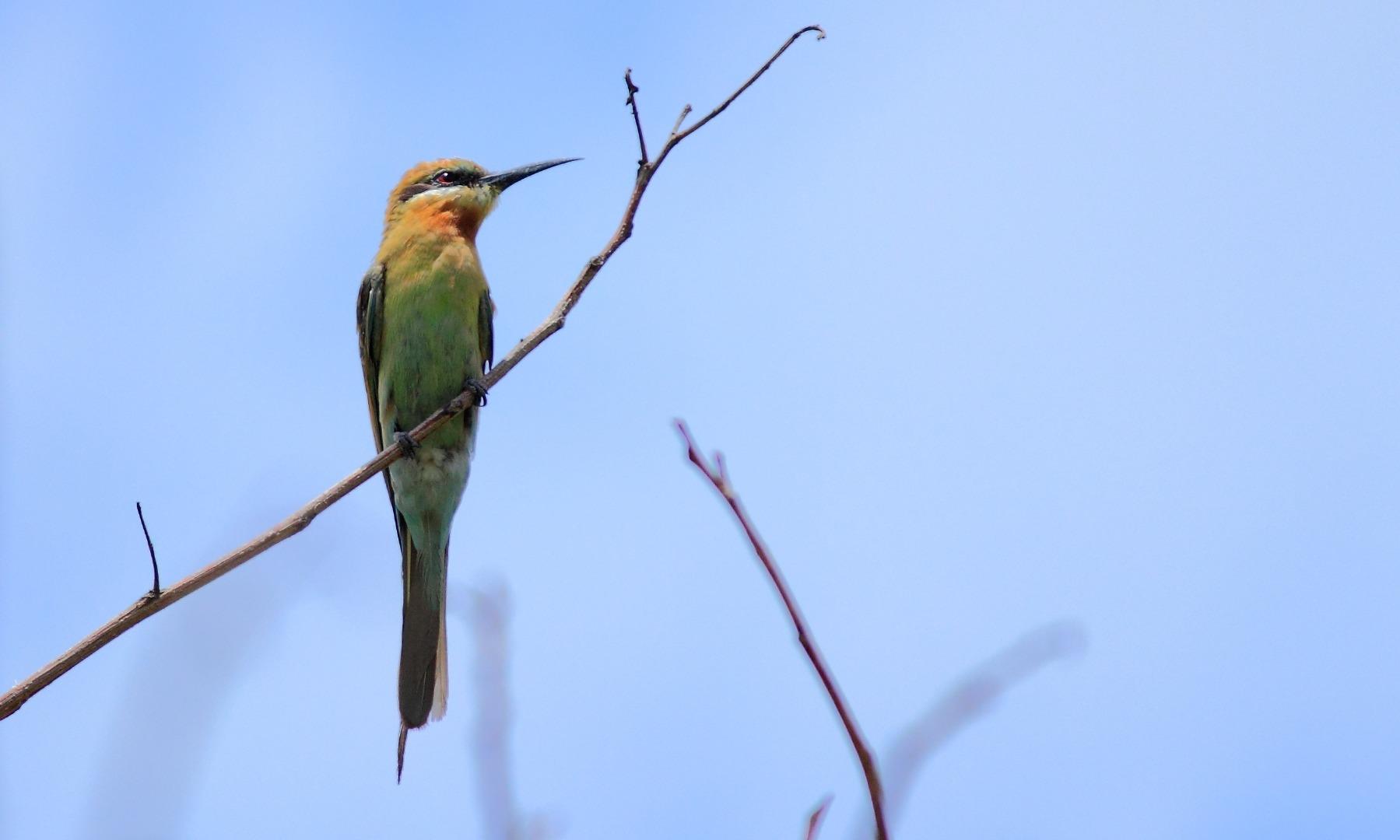 Blue-tailed Bee-eater