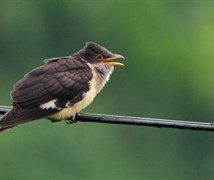 Jacobin Cuckoo juvenile 