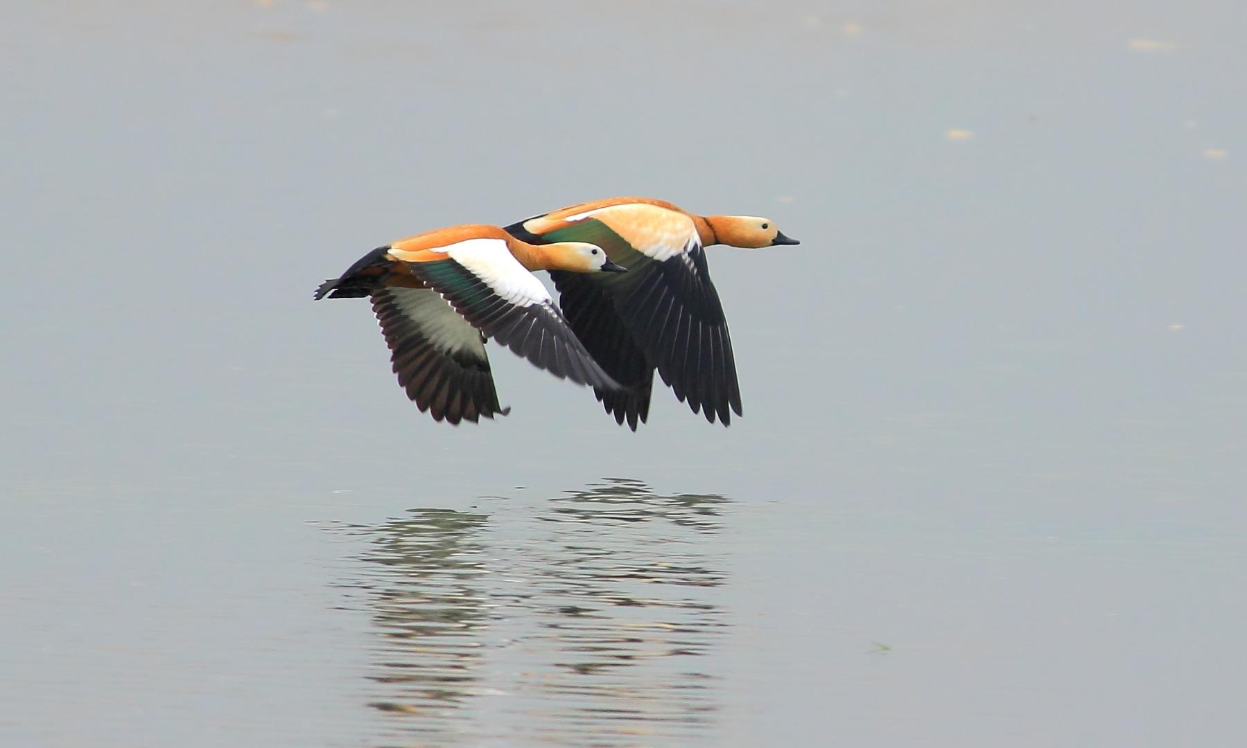 Ruddy Shelduck