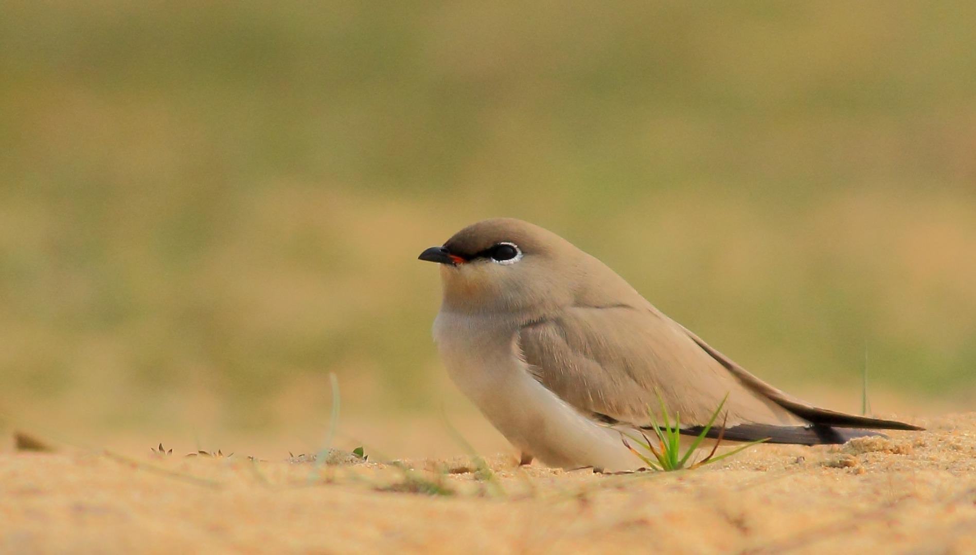 Small Pratincole