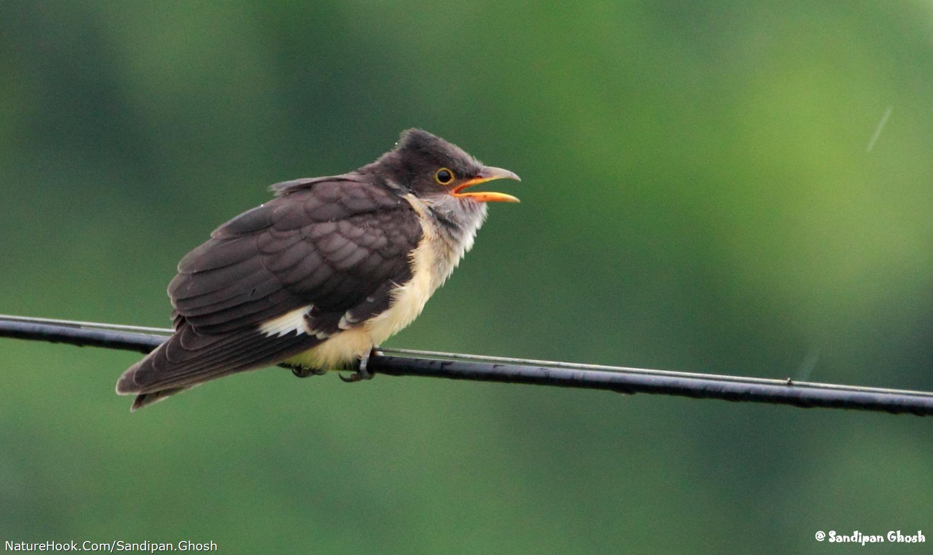 Jacobin Cuckoo juvenile 