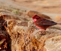 Dark-breasted Rosefinch