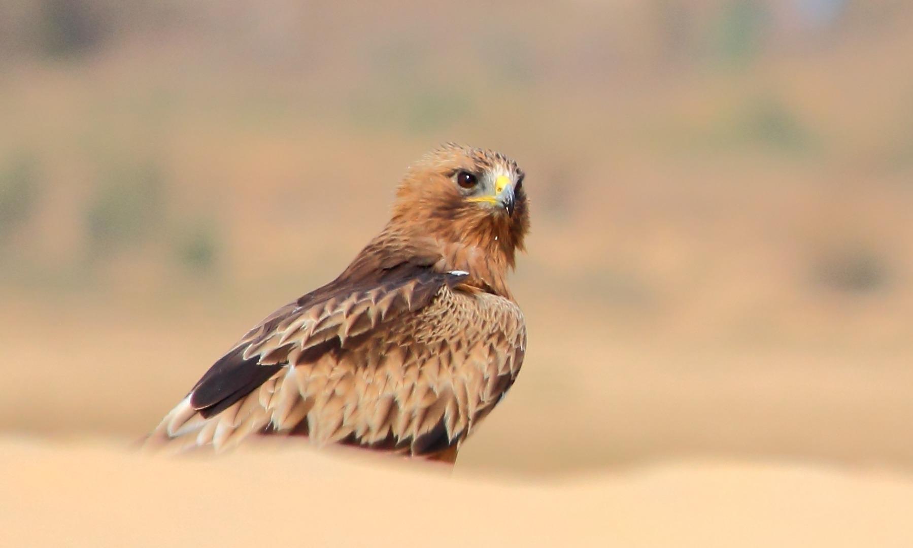 Booted Eagle