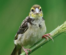 Black-breasted Weaver female 