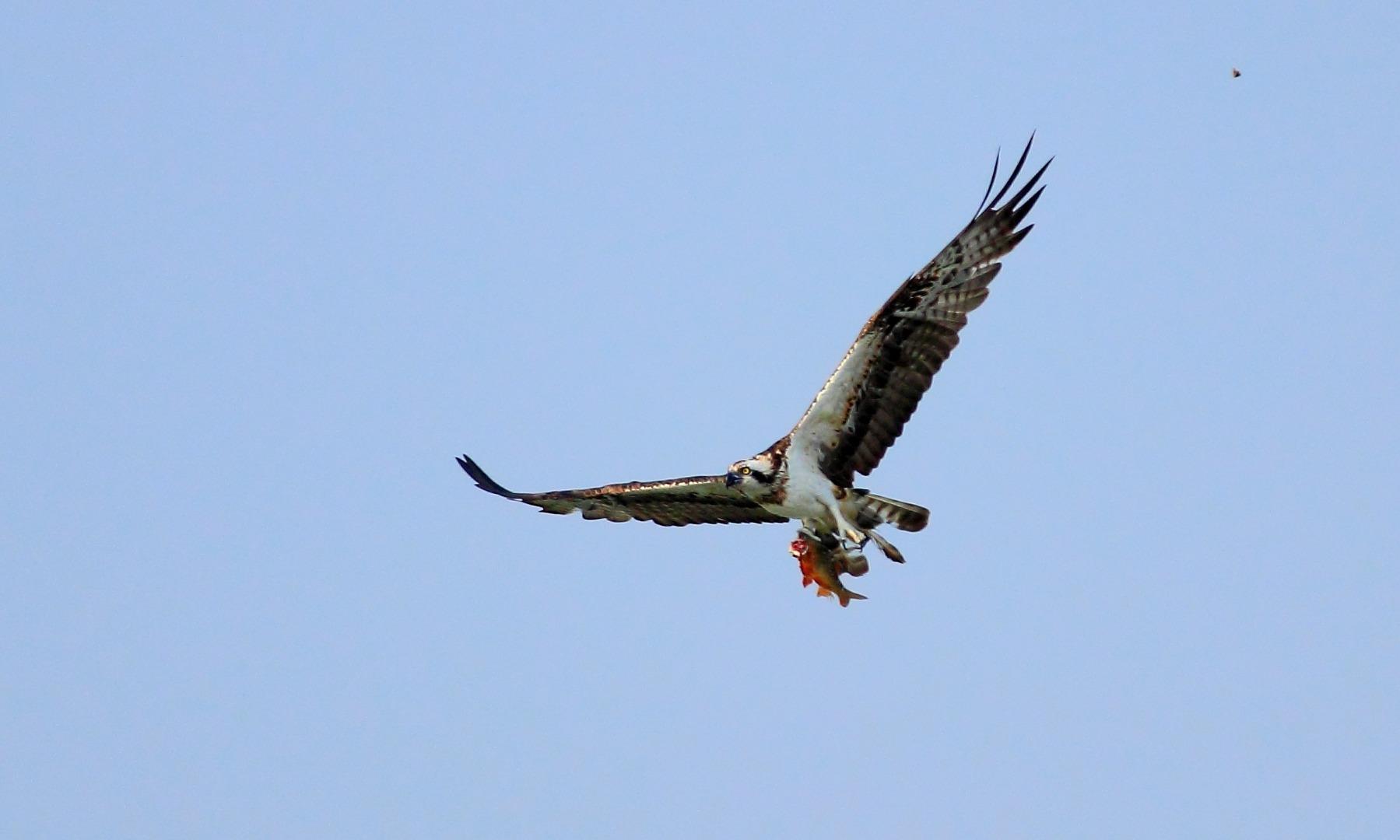 Osprey