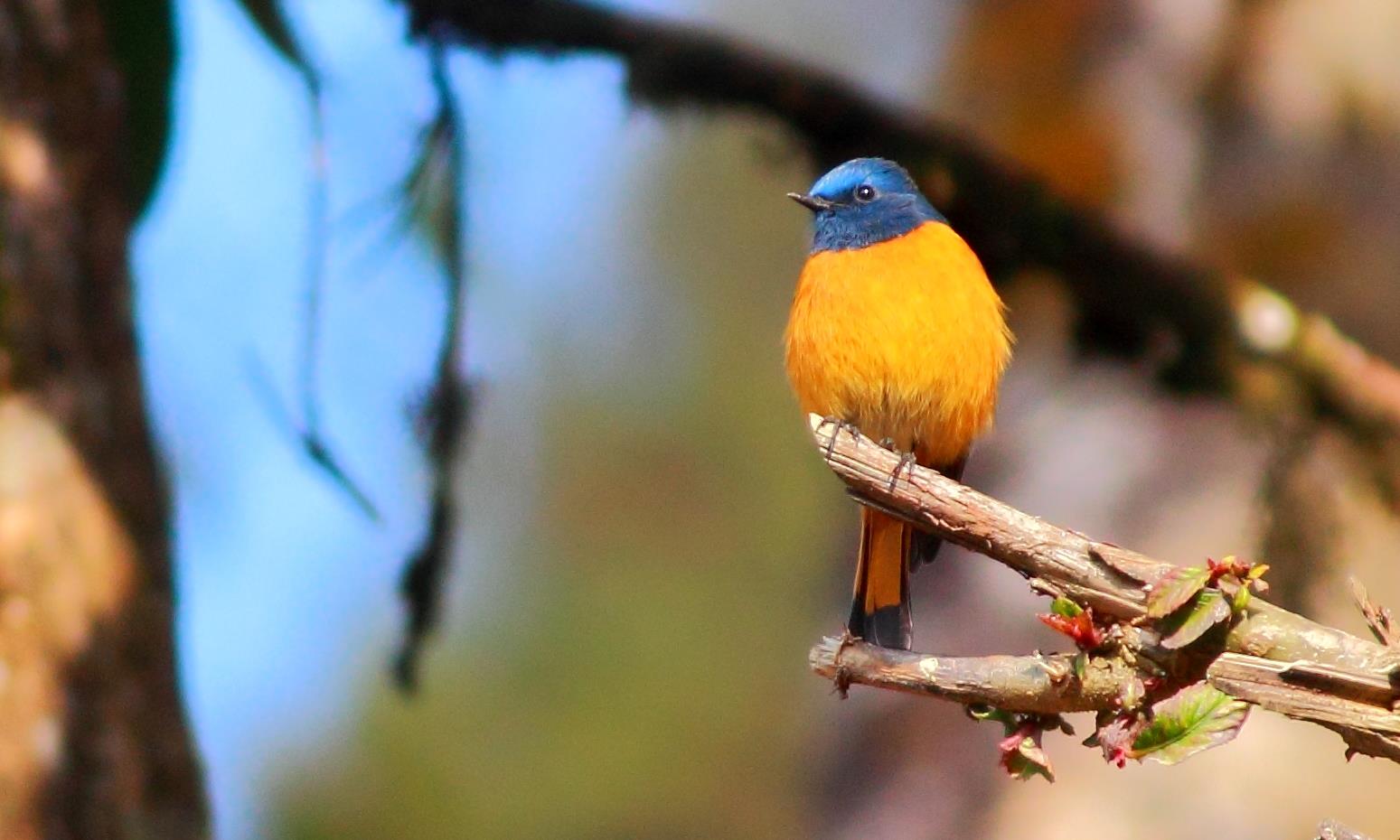 Blue-Fronted Redstart