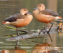 Lesser Whistling Duck
