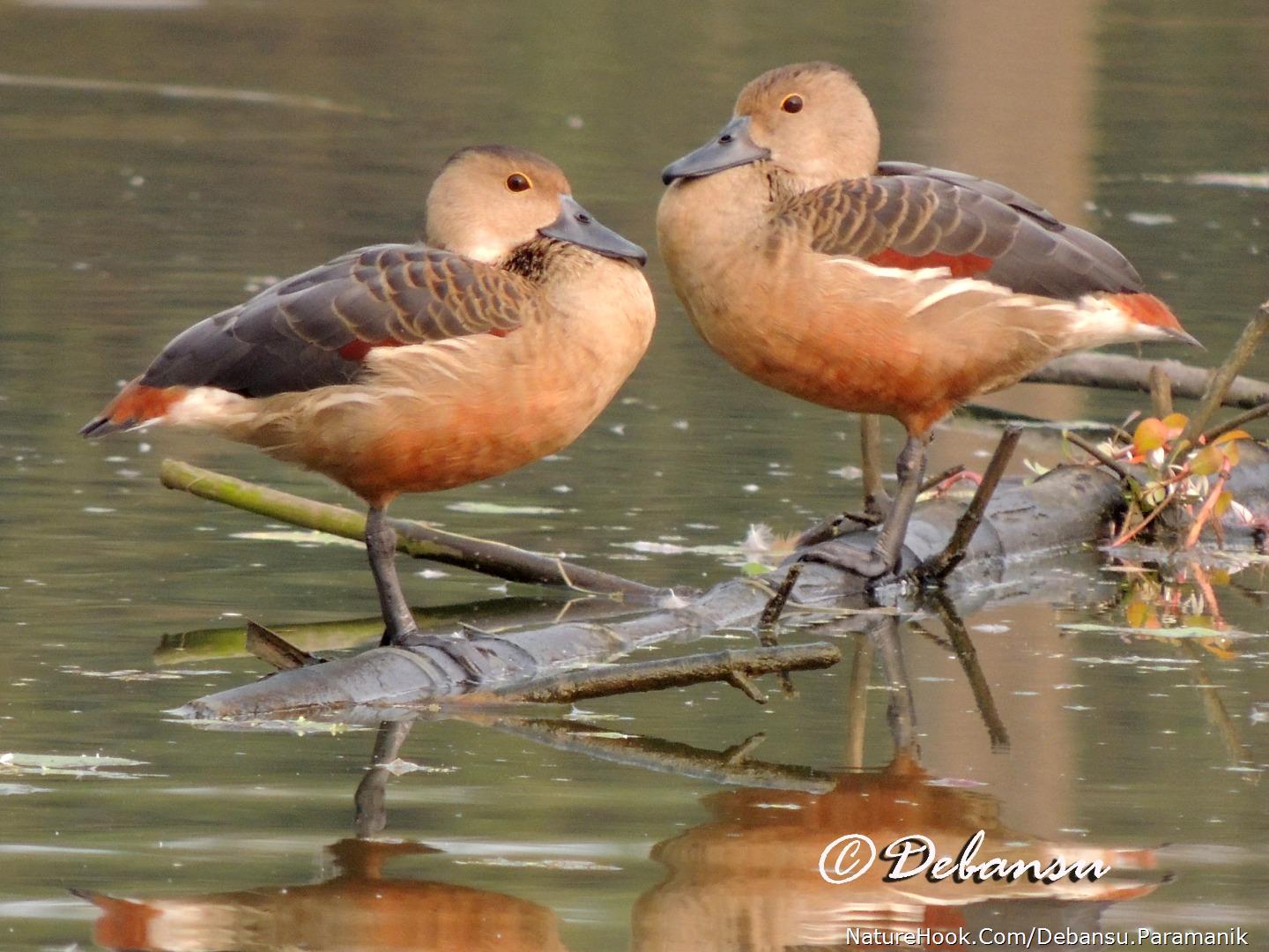 Lesser Whistling Duck