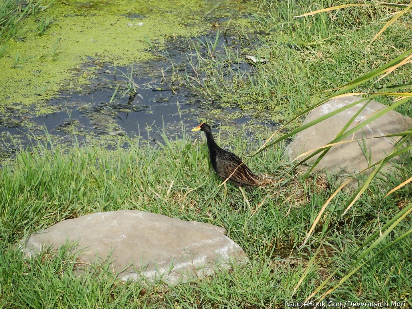 Watercock