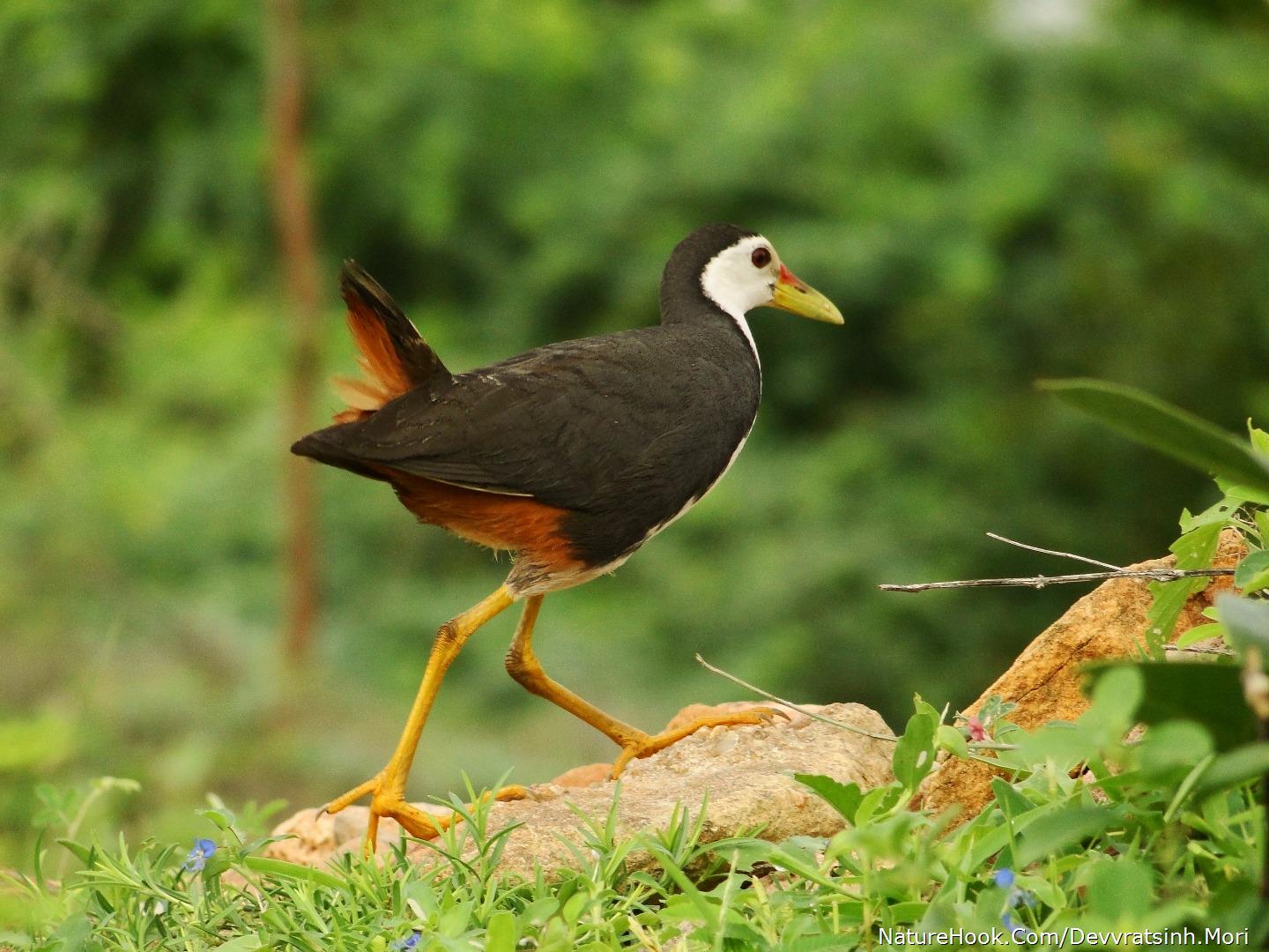 Whitebreasted Waterhen