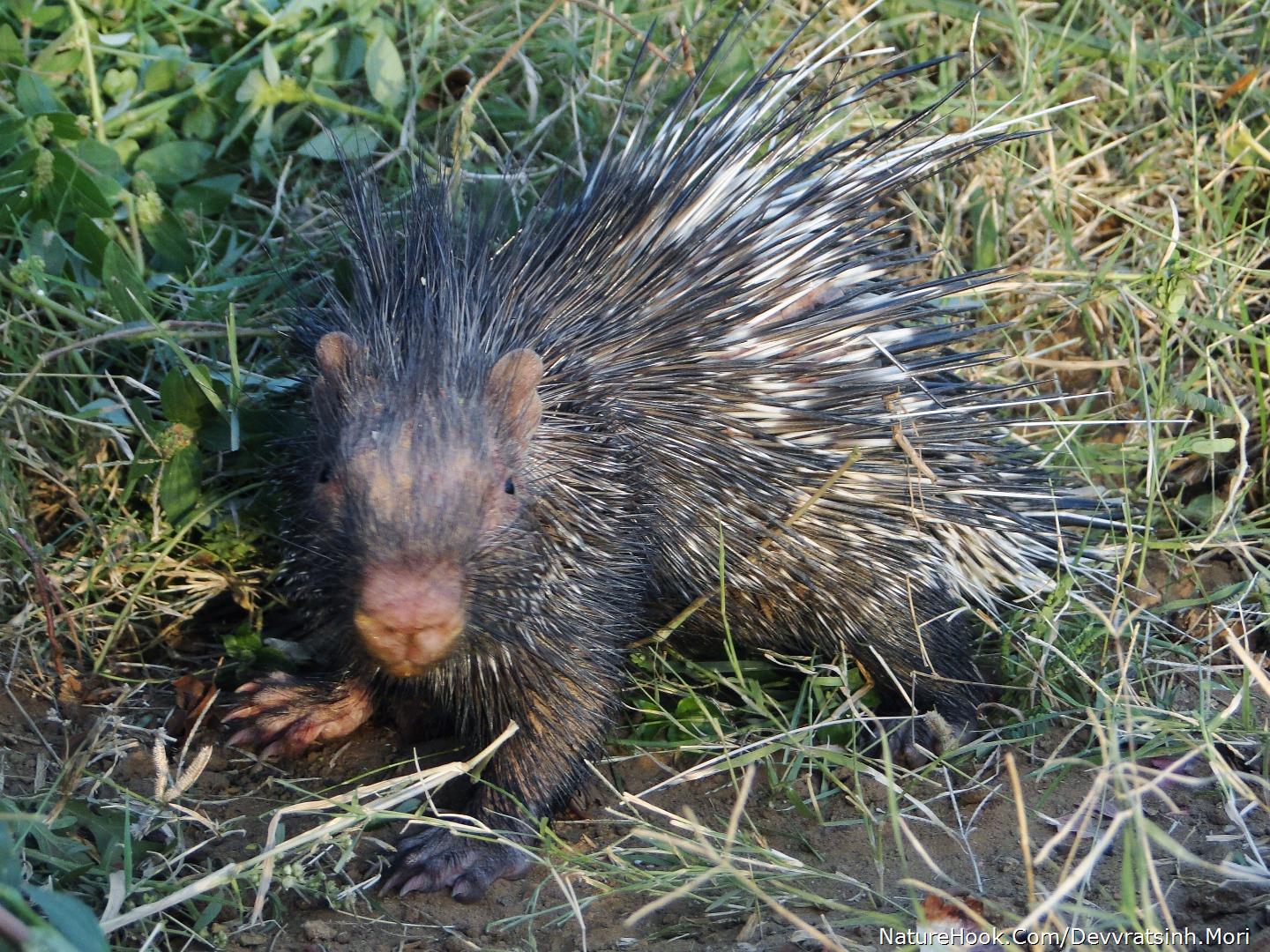 Indian Porcupine