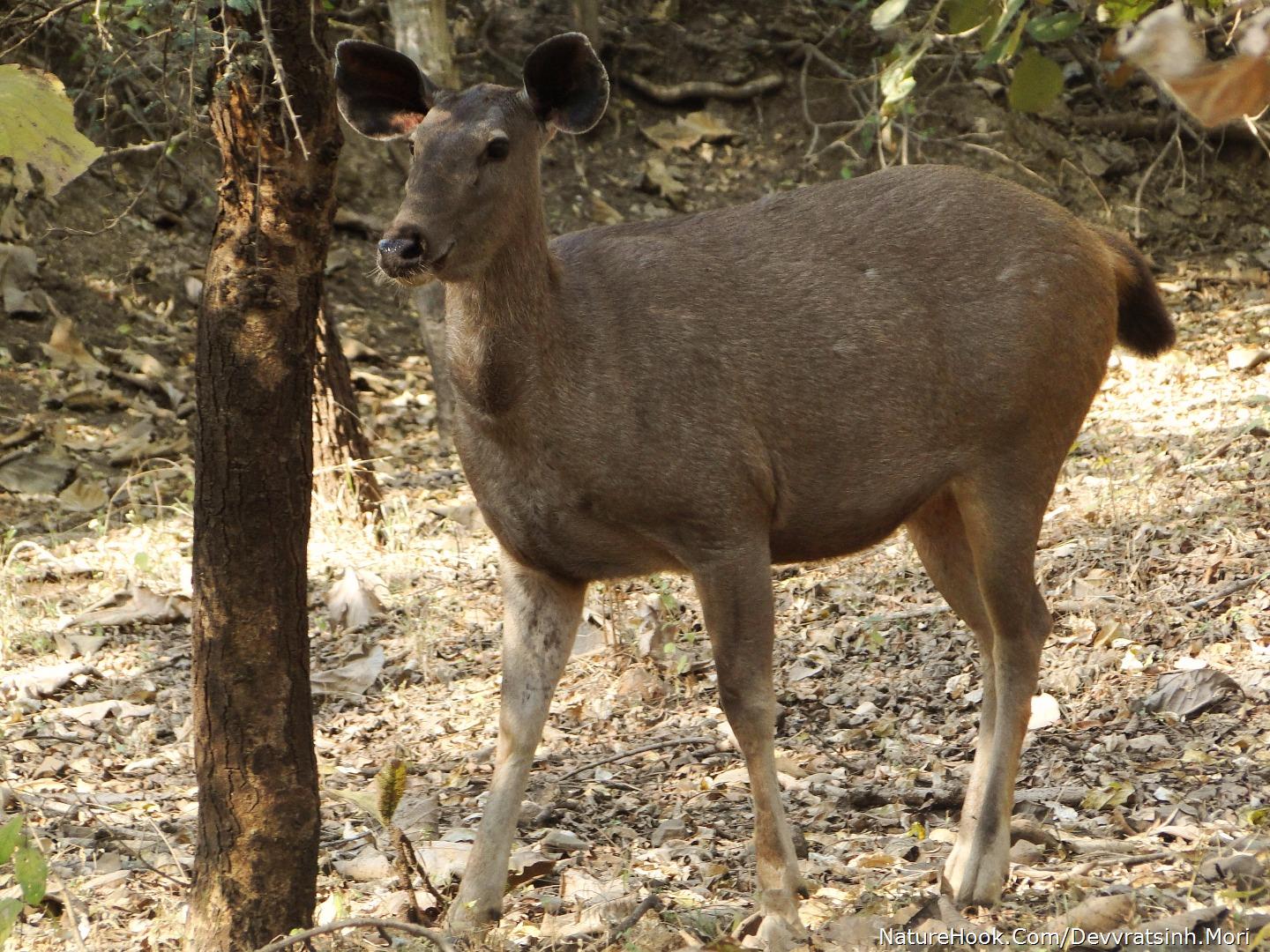 Sambar