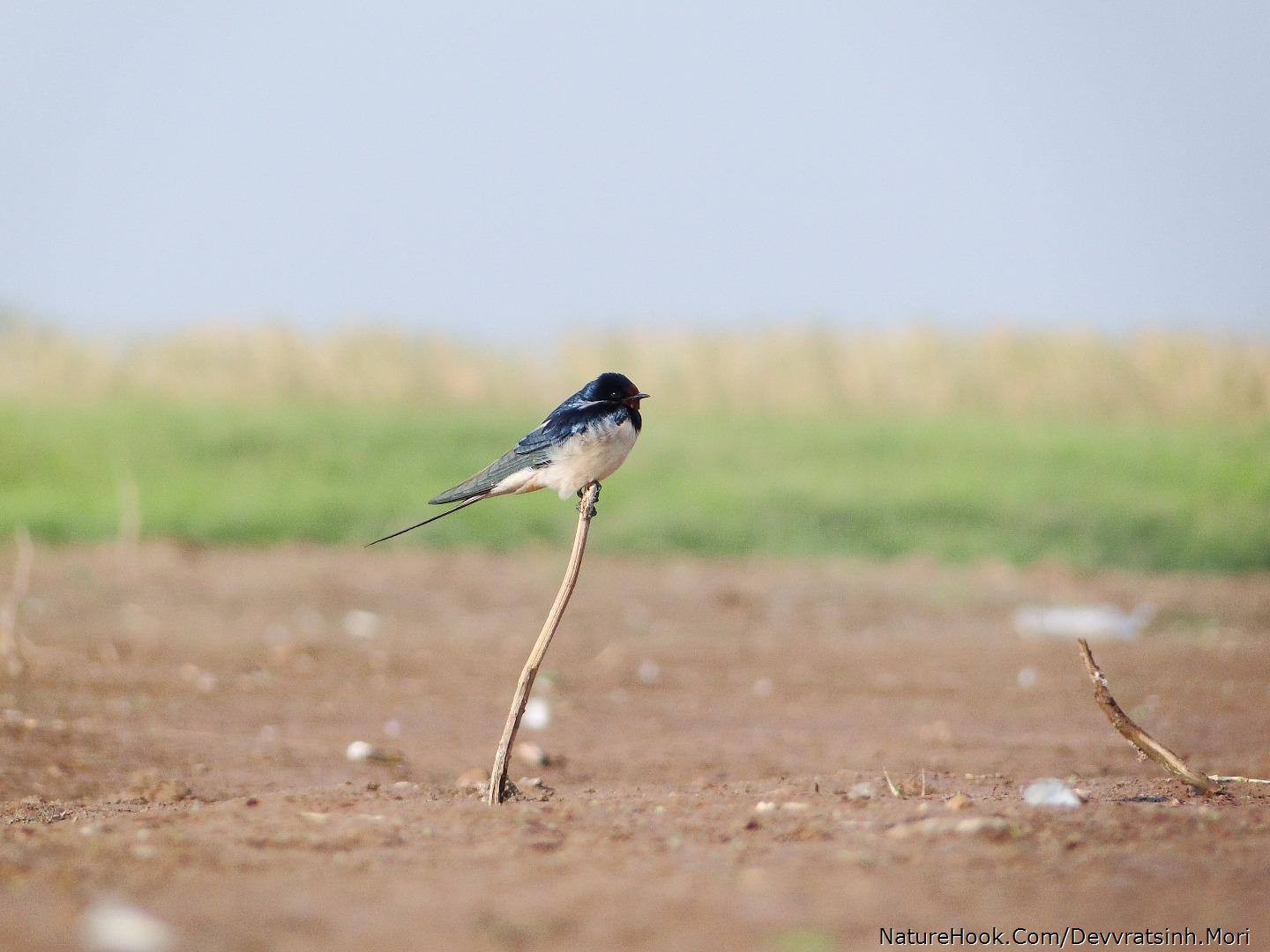 Barn swallow