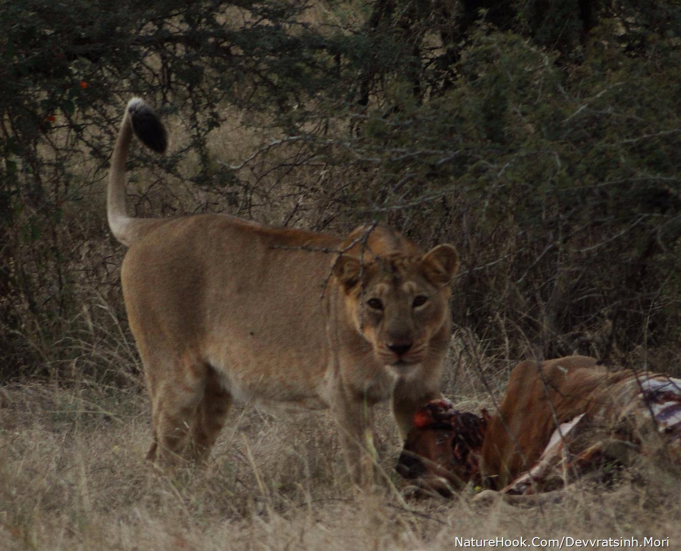 Asiatic Lion