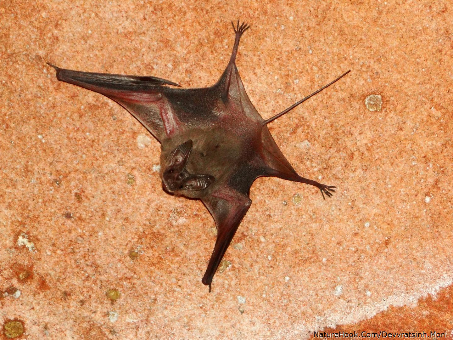 Lesser mouse tailed bat