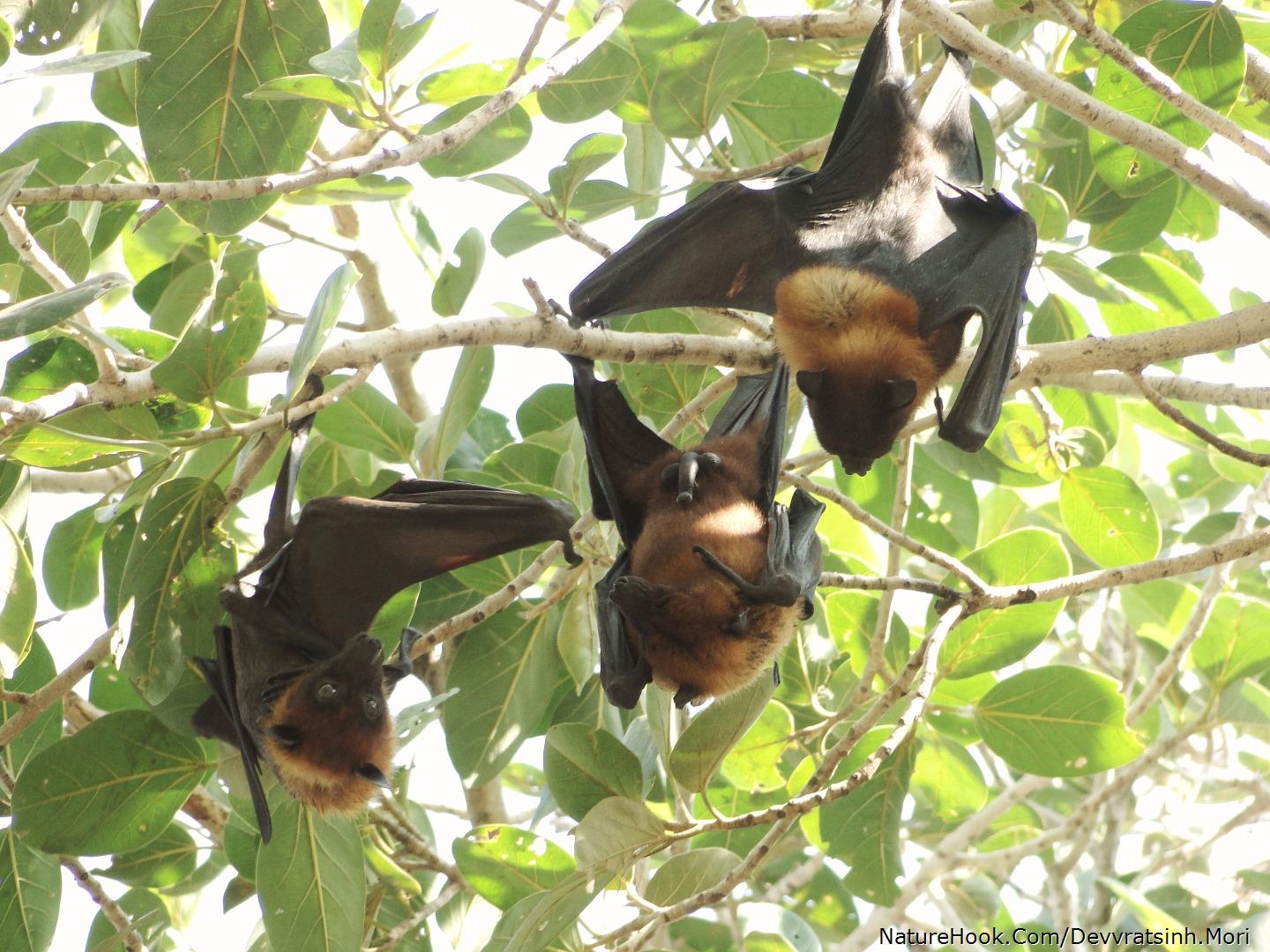 Indian Flying Fox