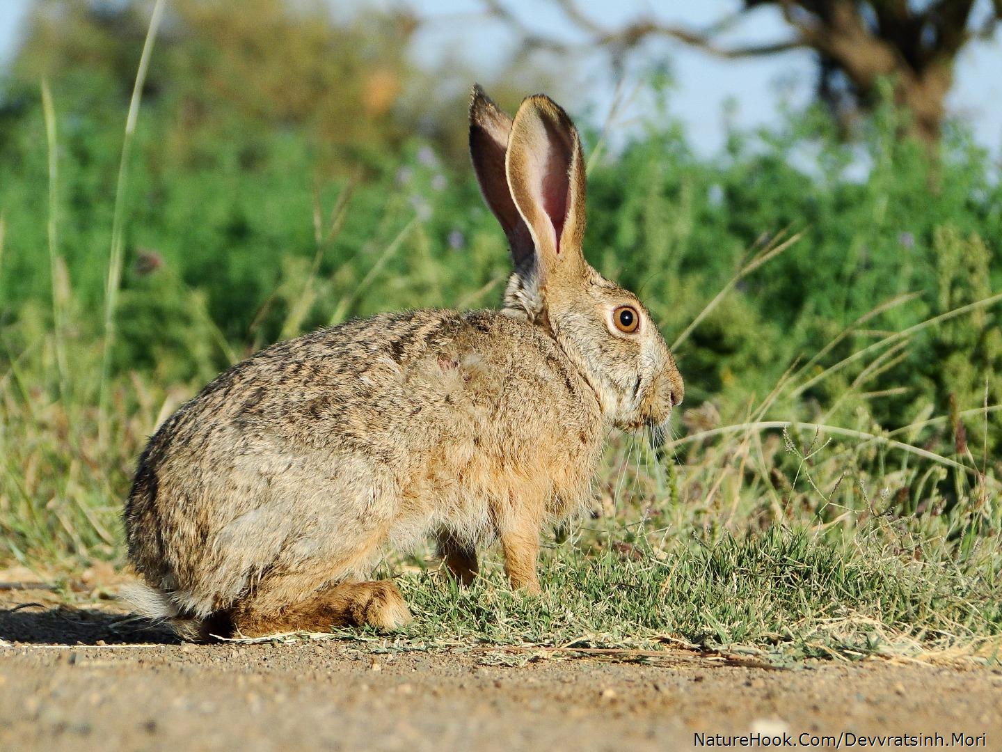 Indian Hare