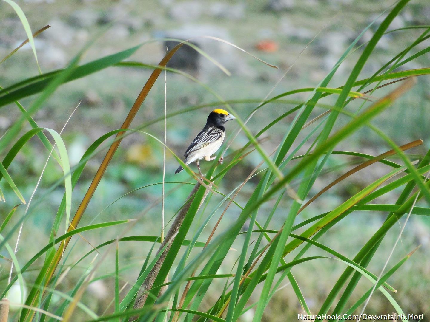 Black-Breasted Weaver