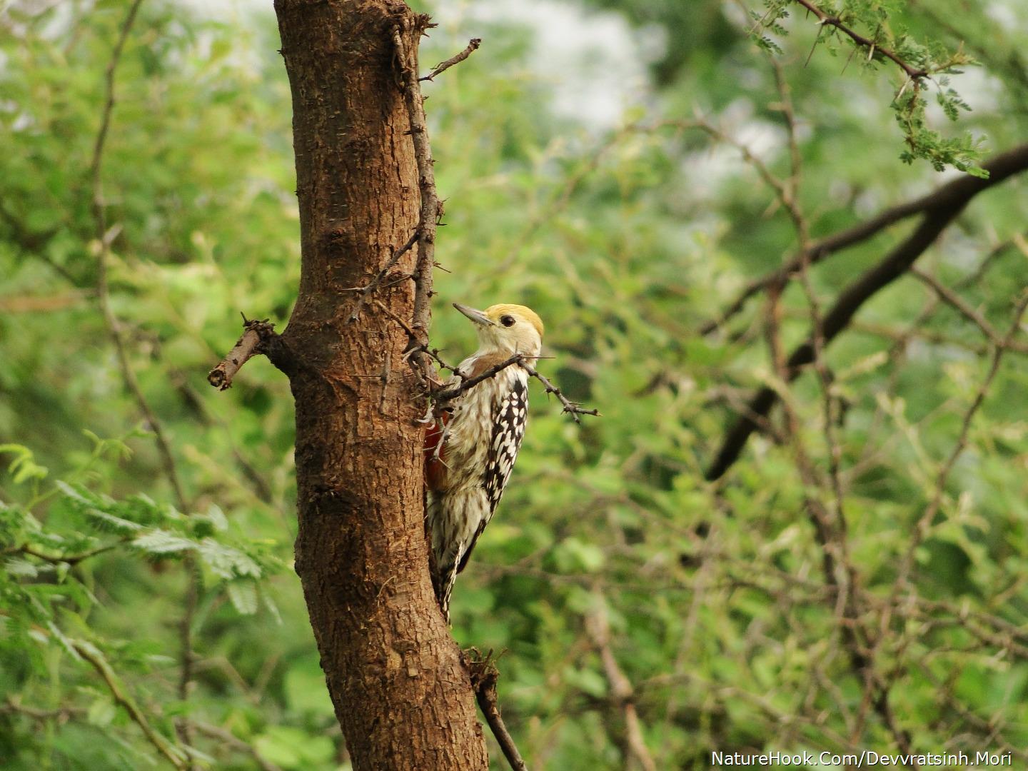 Yellow-crowen Woodpaker