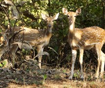 Spotted Deer