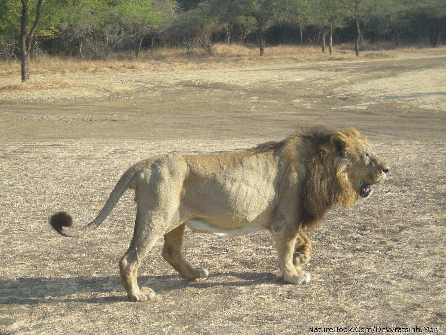 Asiatic Lion