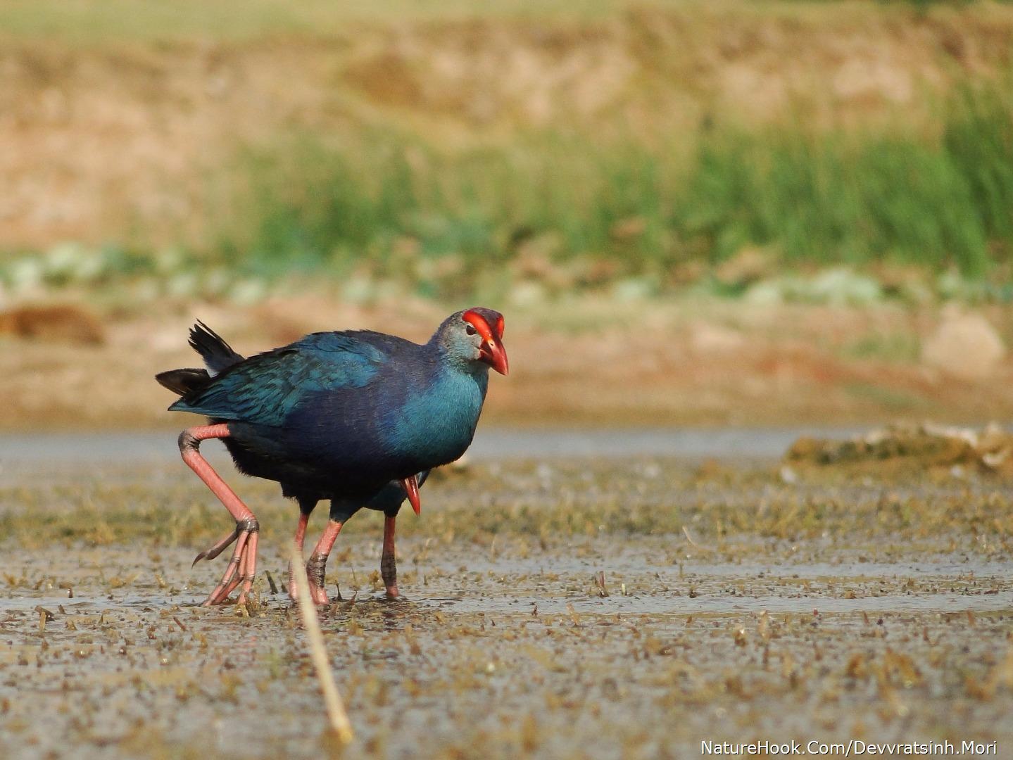 Purple Swamphen