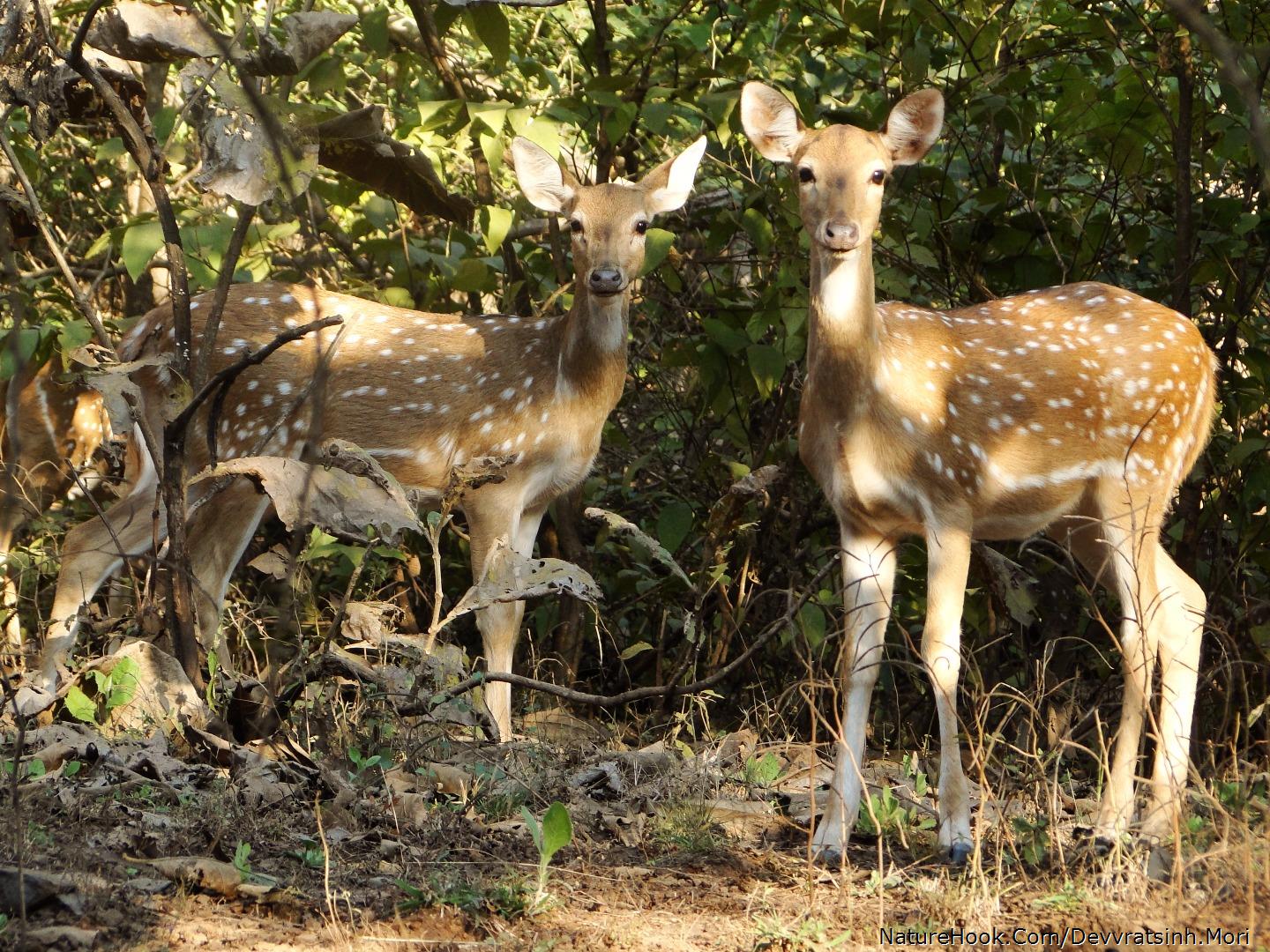 Spotted Deer