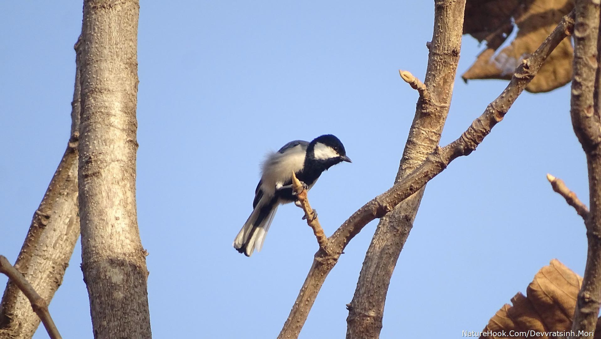 Great tit