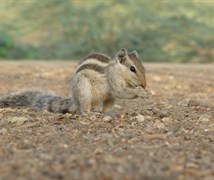 Three Striped Palm Squirrel