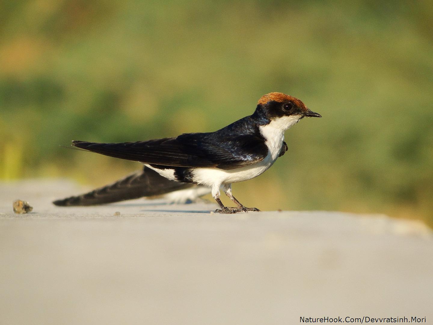 Wire-tailed swallow