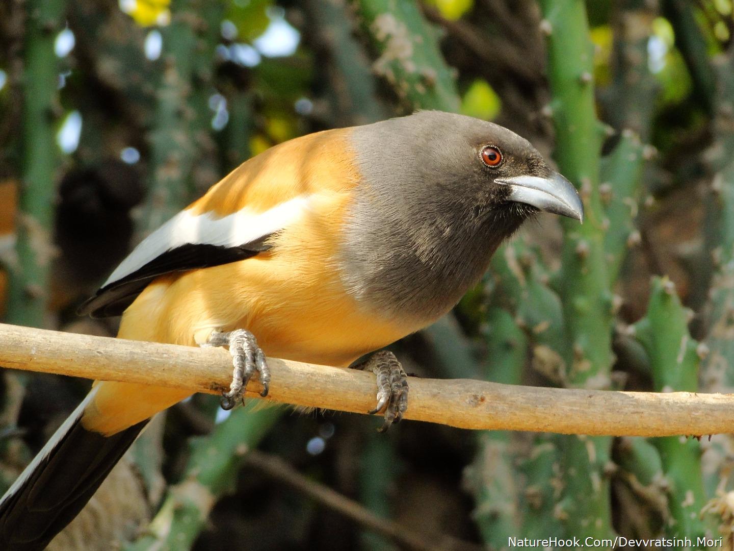 treepie