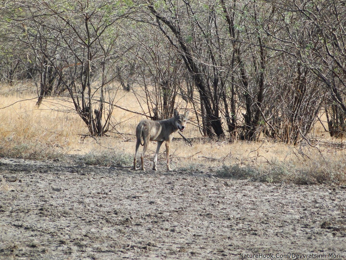 Indian Wolf