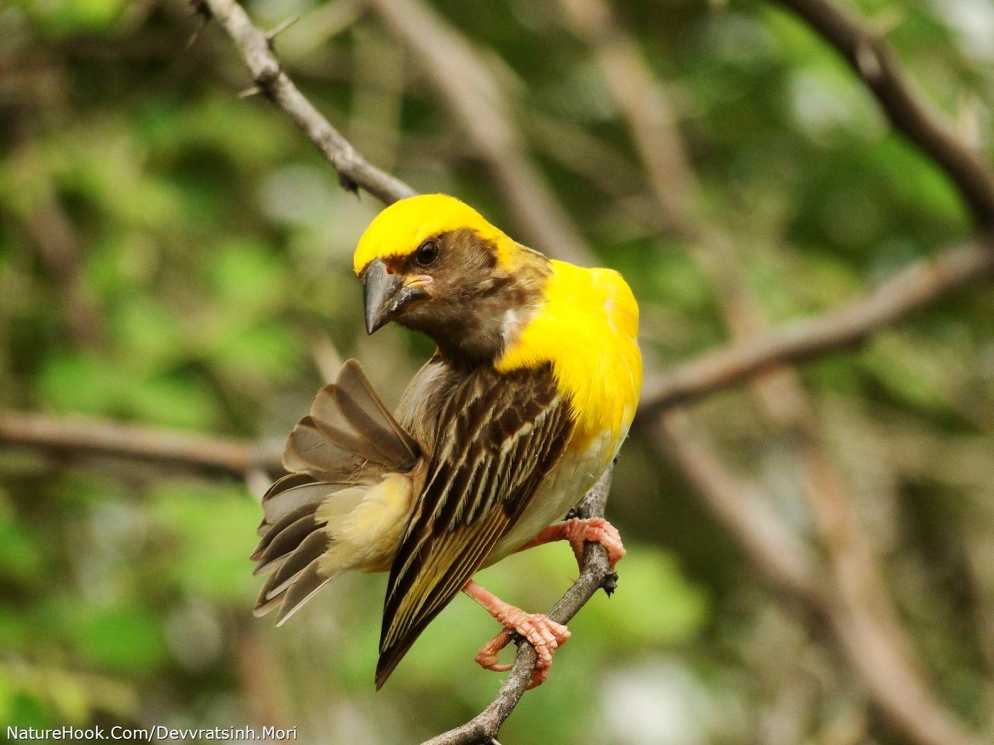 Baya Weaver