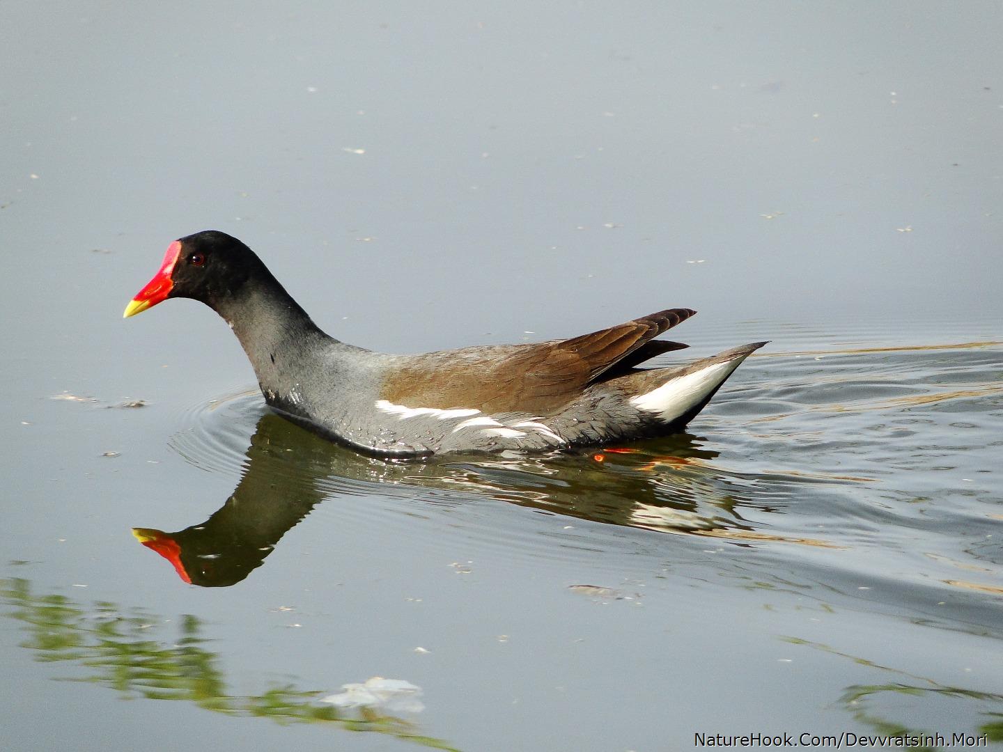 Common Moorhen