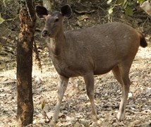 Sambar