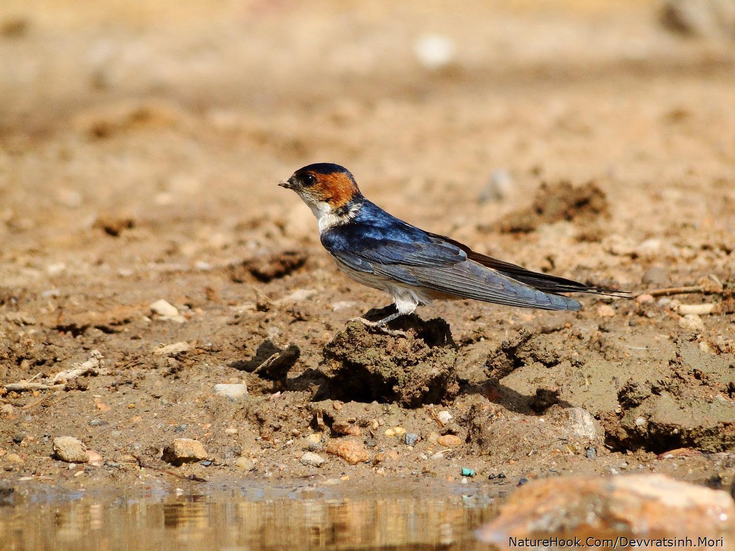 Red-Rumped Swallow