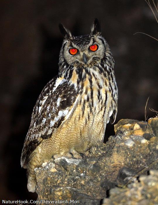 Indian Eagle Owl (Bubo bengale