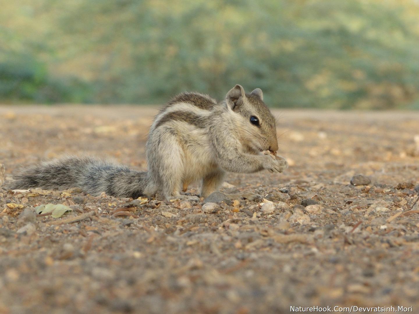 Three Striped Palm Squirrel