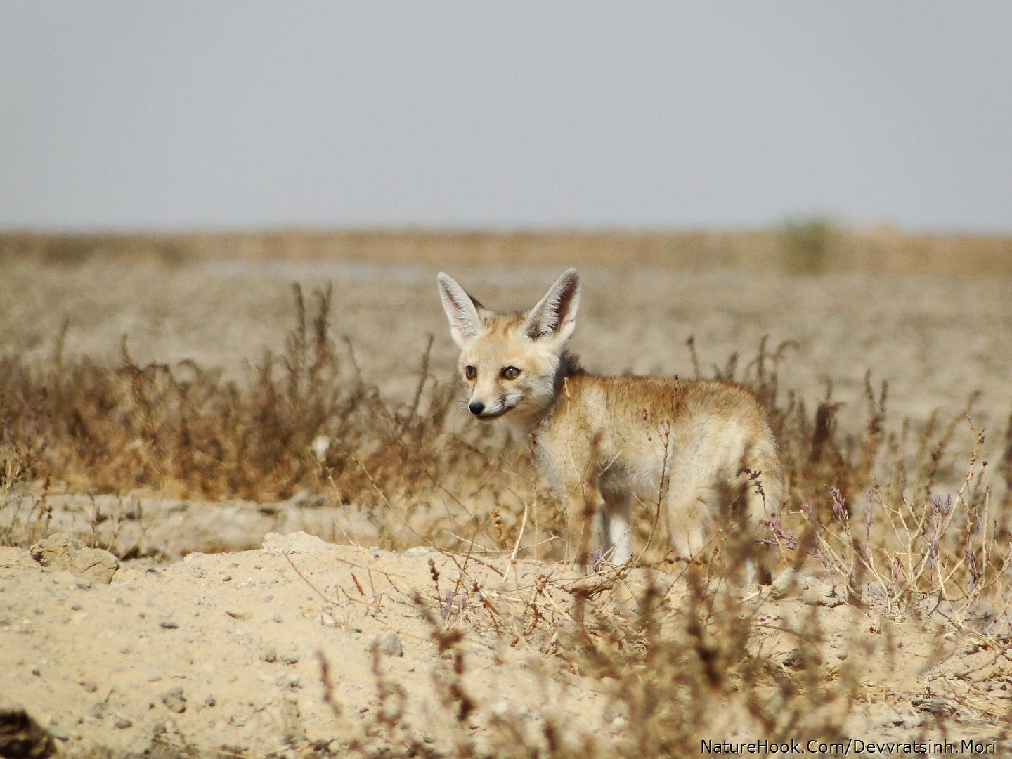 Desert Fox