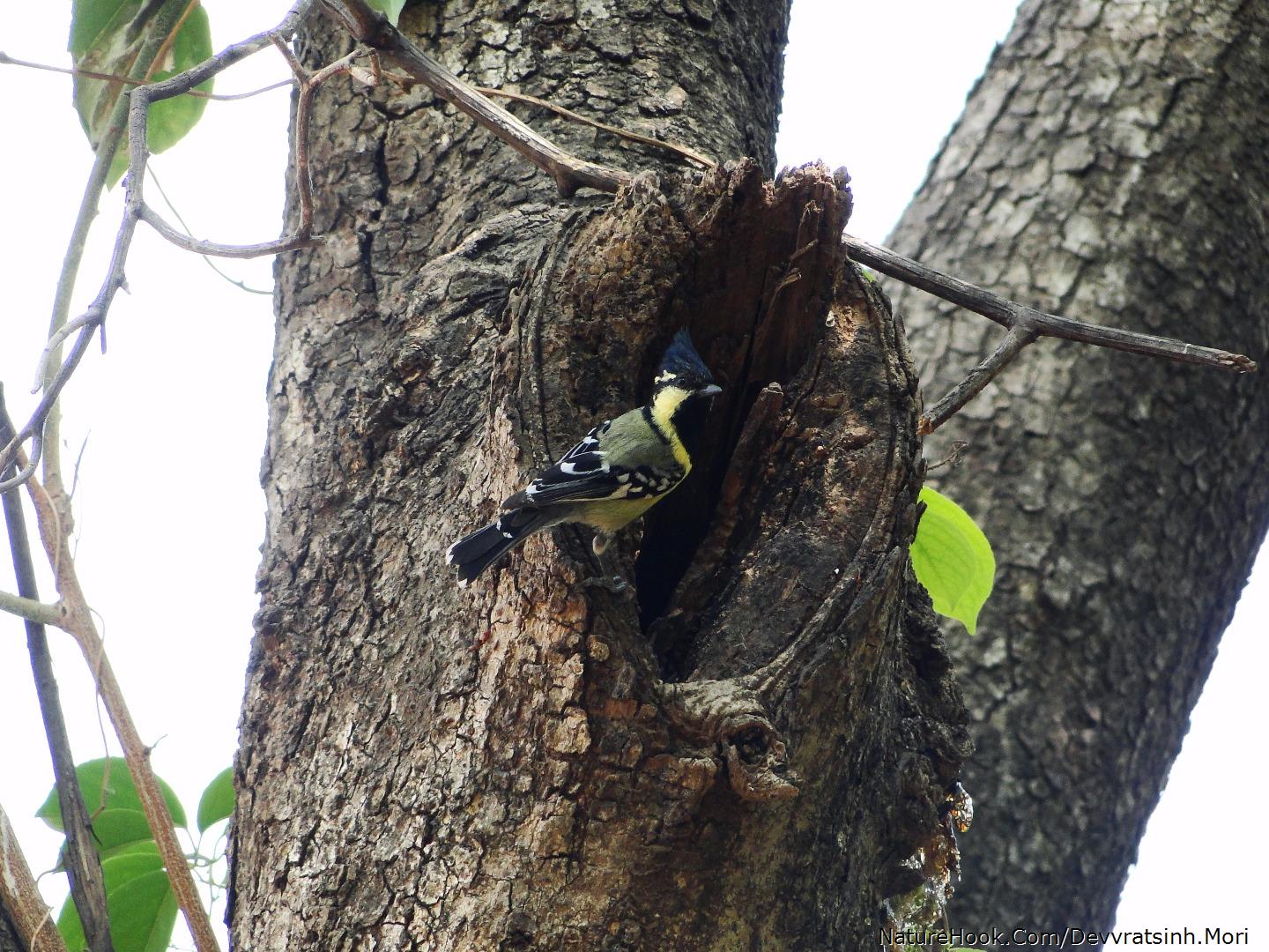 Black-lored tit