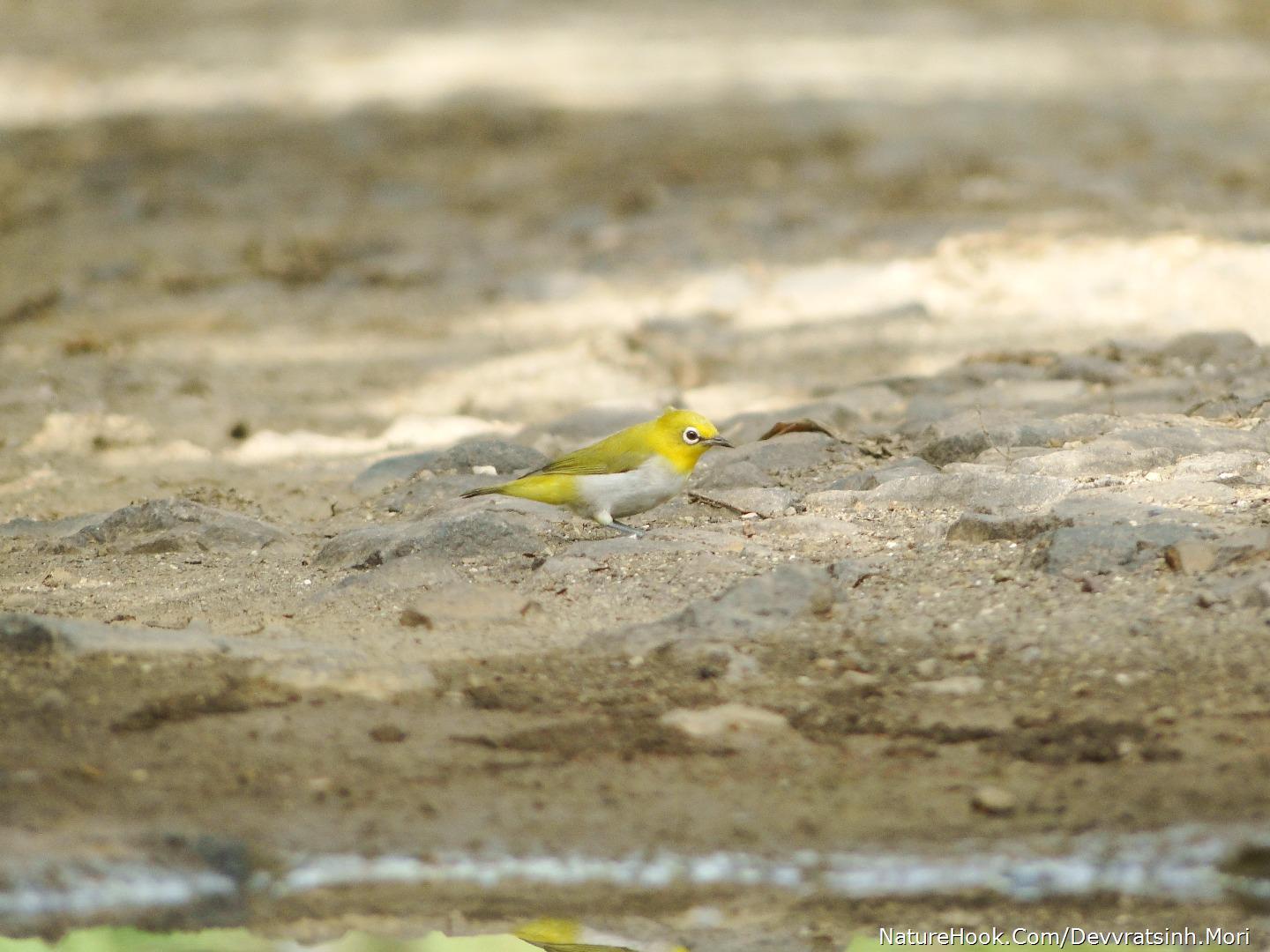 White-eyes (ZOSTEROPIDAE)