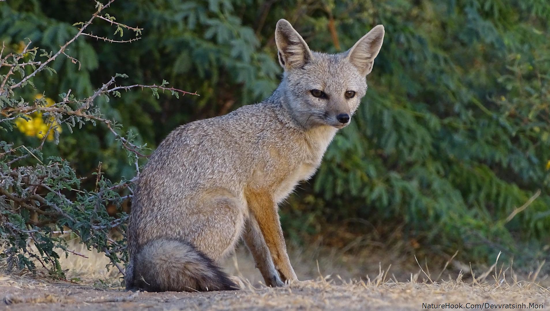 Indian Fox