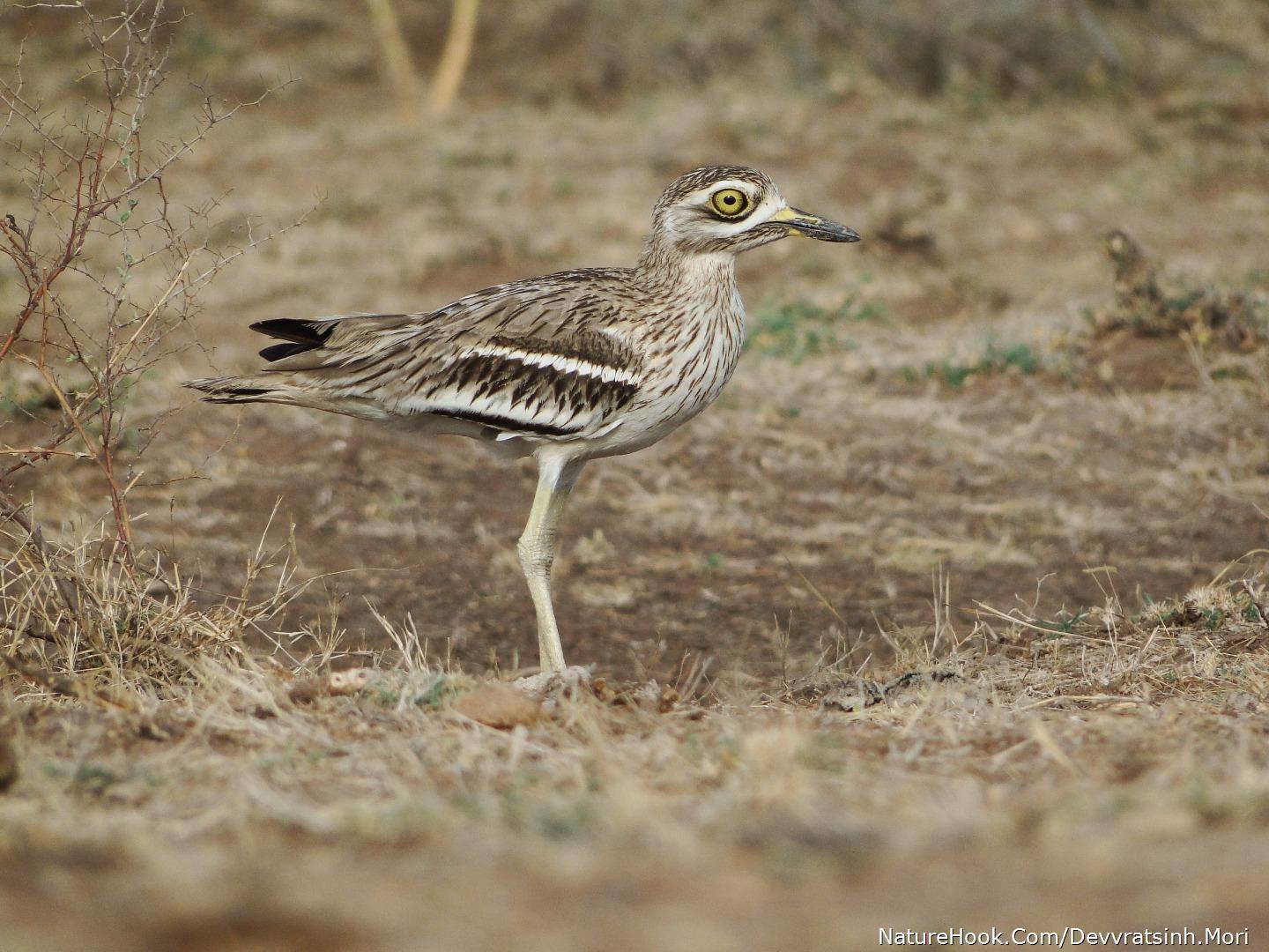 Eurasian Thicknee