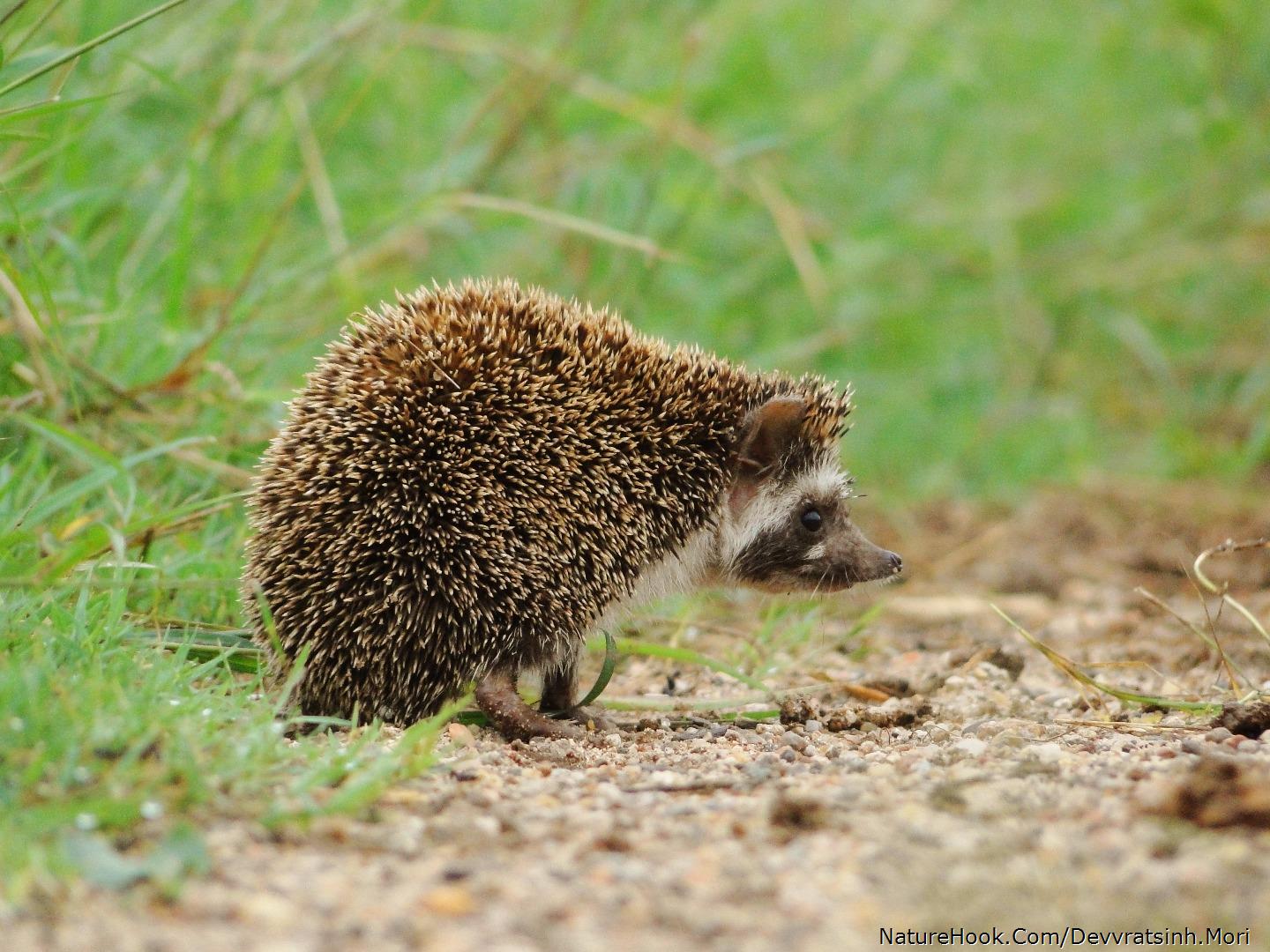 Pale Hedgehog