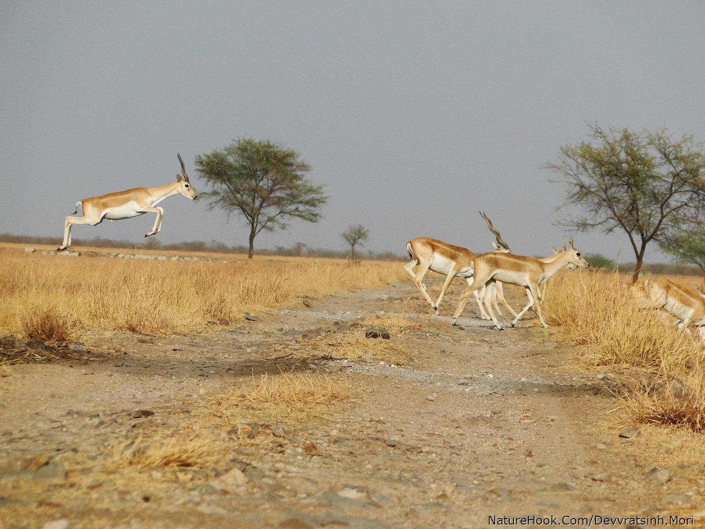 Black Buck